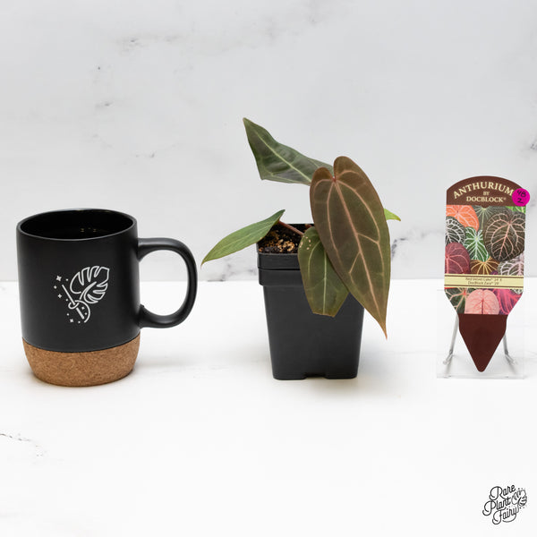 Anthurium Red Velvet Cake '24' x Zara '29' by DocBlock® (wk48-Z)