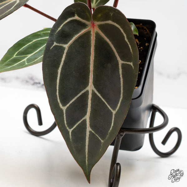 Anthurium Red Velvet Cake '24' x Zara '29' by DocBlock® (wk49-P)