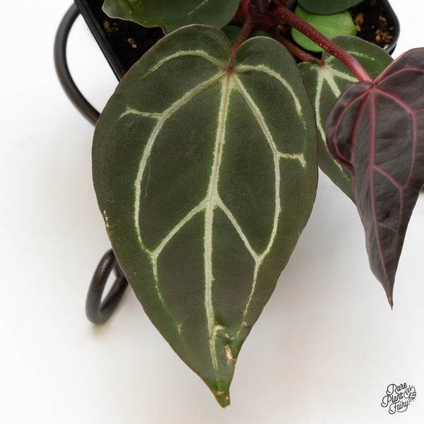 Anthurium Red Velvet Cake '24' x Zara '29' by DocBlock® (wk49-P)