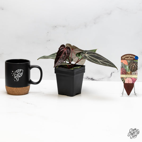 Anthurium Red Velvet Cake '24' x Zara '29' by DocBlock® (wk49-P)