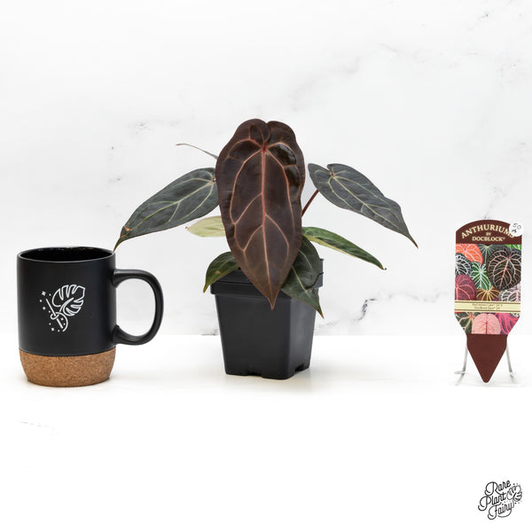 Anthurium Red Velvet Cake '24' x Zara '29' by DocBlock® (wk50-A)