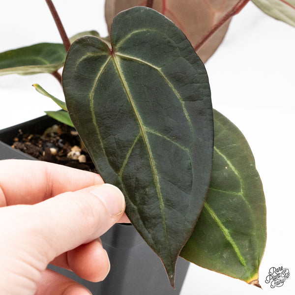 Anthurium Red Velvet Cake '24' x Zara '29' by DocBlock® (wk50-A)