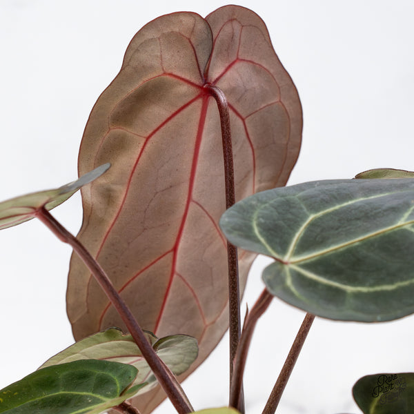 Anthurium Red Velvet Cake '24' x Zara '29' by DocBlock® (wk50-A)