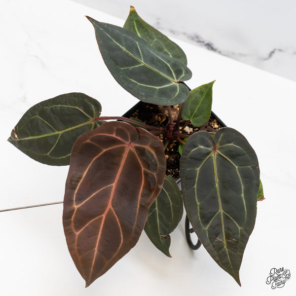 Anthurium Red Velvet Cake '24' x Zara '29' by DocBlock® (wk50-A)