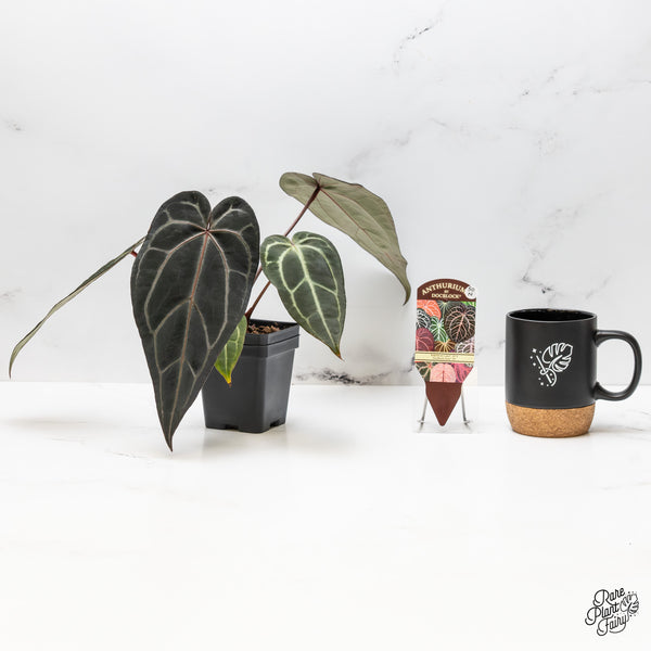 Anthurium Red Velvet Cake '24' x Zara '29' by DocBlock® (wk50-N)
