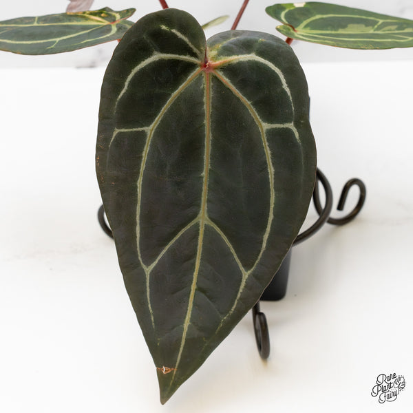 Variegated Anthurium Red Velvet Cake '24' x Zara '29' by DocBlock® (wk50-UK)