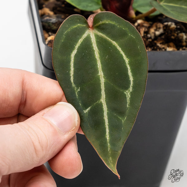 Anthurium Red Velvet Cake '24' x Zara '29' by DocBlock® (wk50-U)