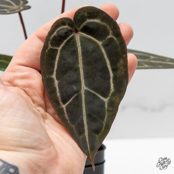 Anthurium Red Velvet Cake '24' x Zara '29' by DocBlock® (wk50-U)