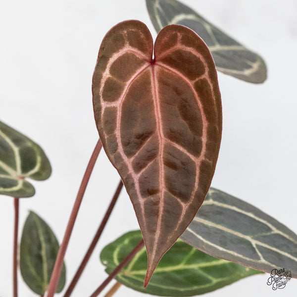 Anthurium Red Velvet Cake '24' x Zara '29' by DocBlock® (wk50-U)