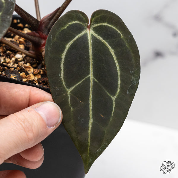 Anthurium Red Velvet Cake '24' x Zara '29' by DocBlock® (wk46-V)