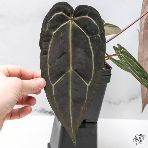 Anthurium Red Velvet Cake '24' x Zara '29' by DocBlock® (wk46-V)