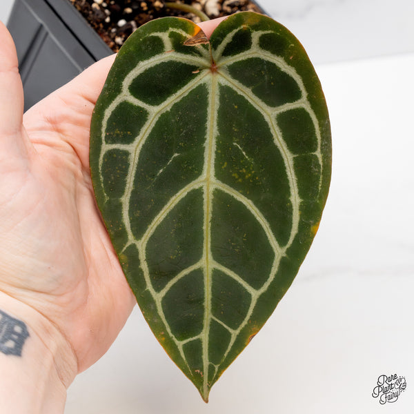 Anthurium Red Velvet Cake '24' x Home, Sweet Home '32' by DocBlock® (wk47-V)