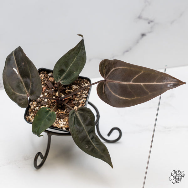 Anthurium Red Velvet Cake '24' x Red Velvet Cake '24' by DocBlock® (wk50-E)