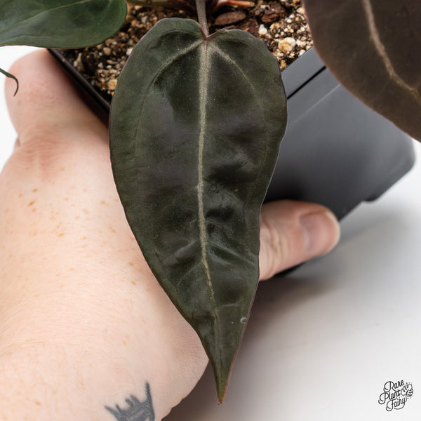 Anthurium Red Velvet Cake '24' x Red Velvet Cake '24' by DocBlock® (wk50-E)