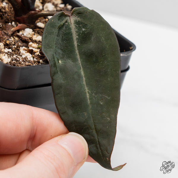 Anthurium Red Velvet Cake '24' x Red Velvet Cake '24' by DocBlock® (wk50-E)