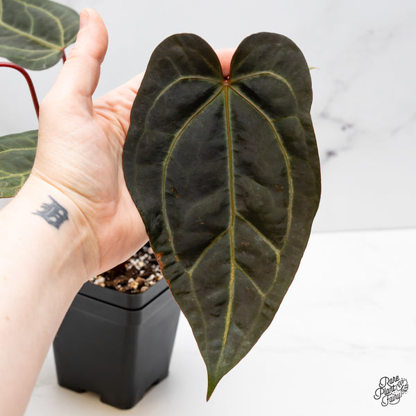 Anthurium Zara '29' x Dark & Handsome '9' by DocBlock® (wk49-F)