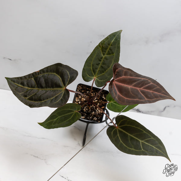 Anthurium Zara '29' x Dark & Handsome '9' by DocBlock® (wk49-F)