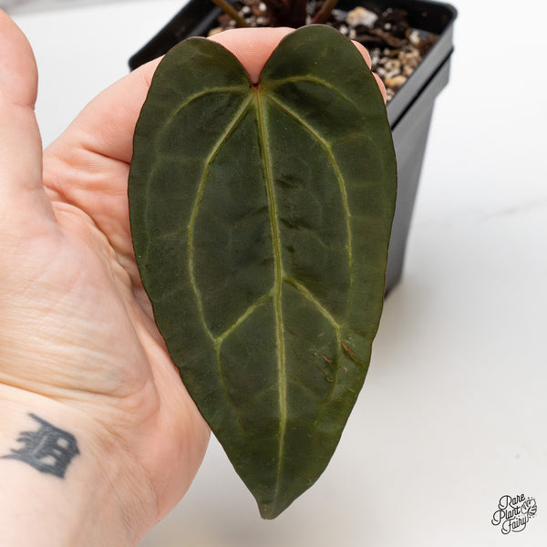 Anthurium Zara '29' x Dark & Handsome '9' by DocBlock® (wk49-F)