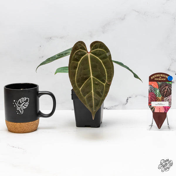 Anthurium Zara '29' x Dark & Handsome '9' by DocBlock® (wk49-X)
