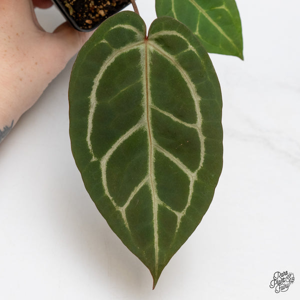 Anthurium Home, Sweet Home '32' x Dark & Handsome '9' by DocBlock® (wk48-N)