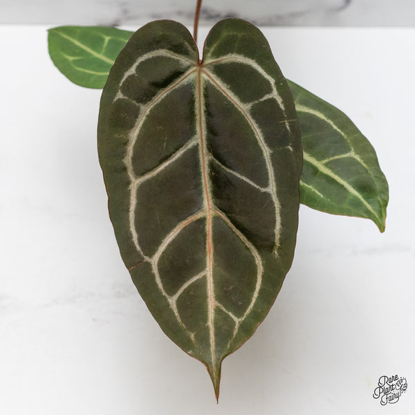 Anthurium Home, Sweet Home '32' x Dark & Handsome '9' by DocBlock® (wk48-N)