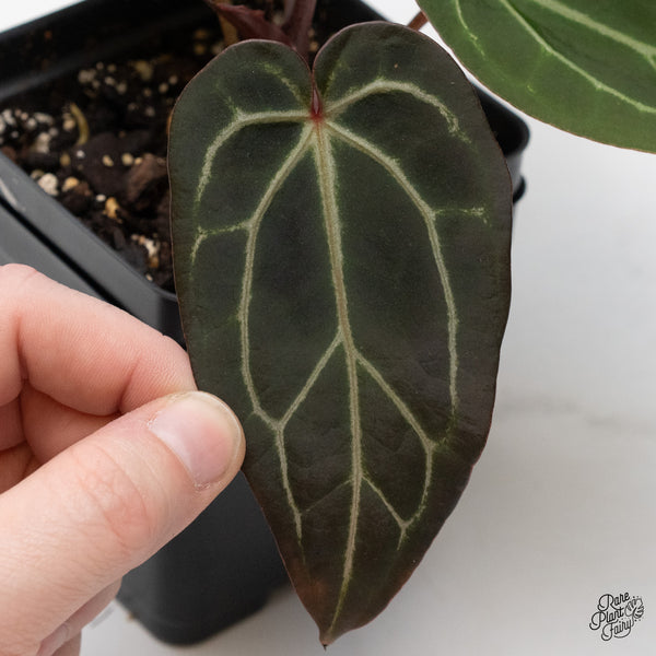 Anthurium Red Velvet Cake '24' x Zara '29' by DocBlock® (wk48-H)