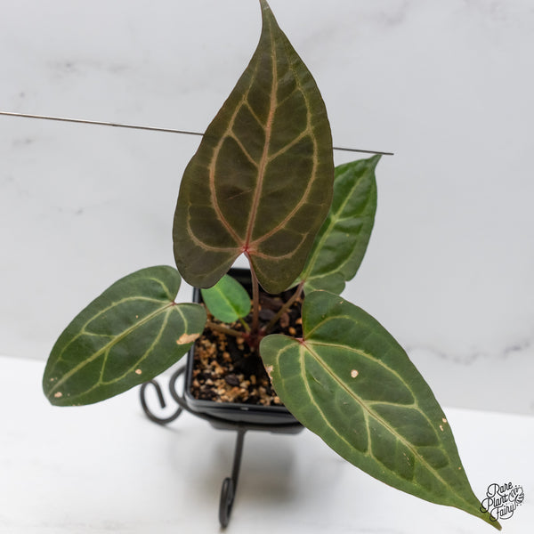 Anthurium Zara '29' x Dark & Handsome '9' by DocBlock® (wk48-R)