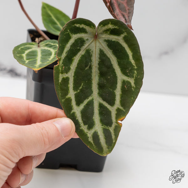 Anthurium Michelle Hot Pink '23' x Zara '14' by DocBlock® (wk52-F)