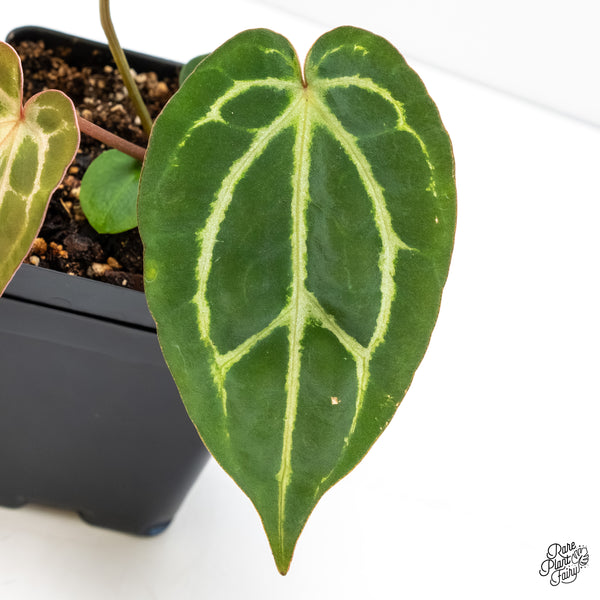 Anthurium F2 x Carlablackiae by DocBlock® (wk6-AA)