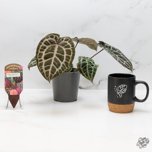 Anthurium Zara '31' x Tortoise Shell Grey '36' by DocBlock® (wk51-AB)