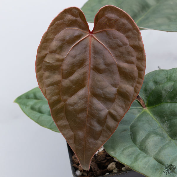 Anthurium Luxurians X 'Zara' x 'Michelle' by DocBlock® (wk32-V)