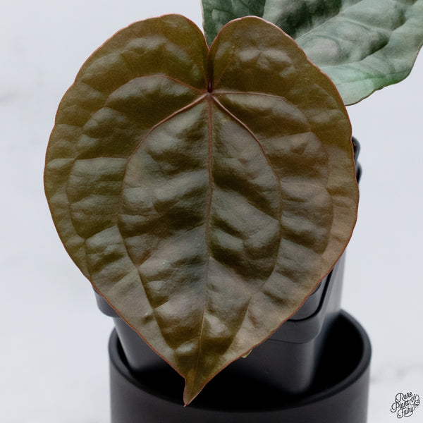 Anthurium Luxurians X 'Zara' x 'Michelle' by DocBlock® (wk32-X)