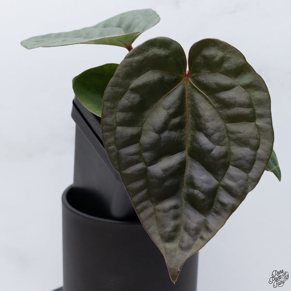 Anthurium Luxurians X 'Zara' x 'Michelle' by DocBlock® (wk32-W)