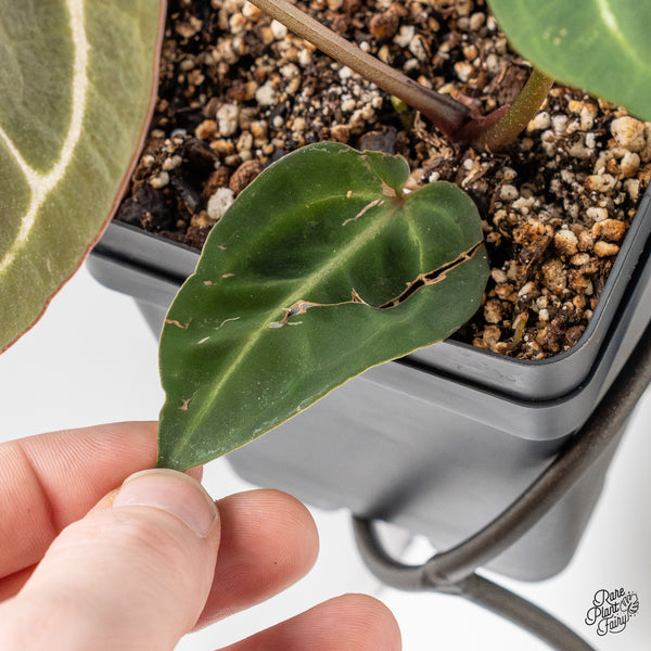 Anthurium Black Widow '43' x Red Velvet Cake '24' by DocBlock® (wk50-W)