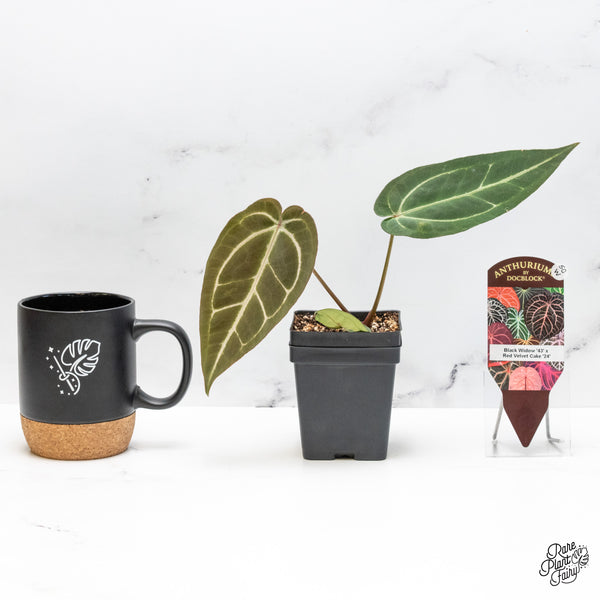 Anthurium Black Widow '43' x Red Velvet Cake '24' by DocBlock® (wk50-W)