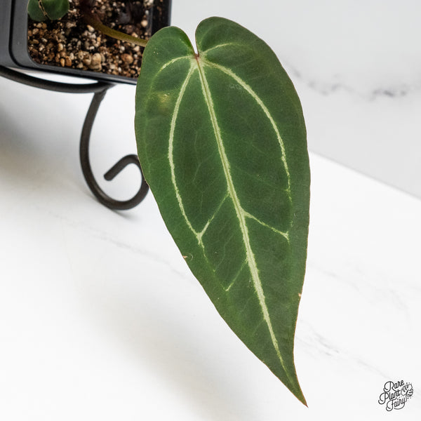 Anthurium Black Widow '43' x Red Velvet Cake '24' by DocBlock® (wk50-W)