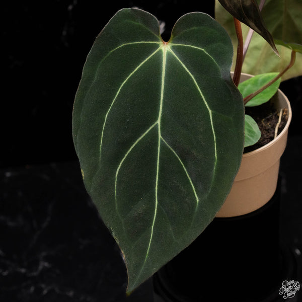 Anthurium Black Widow '43' x carlablackiae '80' by DocBlock® *Grower's Choice*