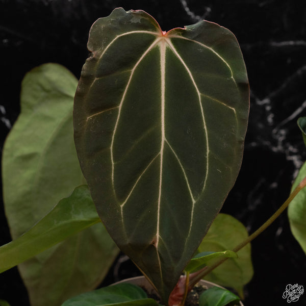 Anthurium Black Widow '43' x carlablackiae '80' by DocBlock® *Grower's Choice*