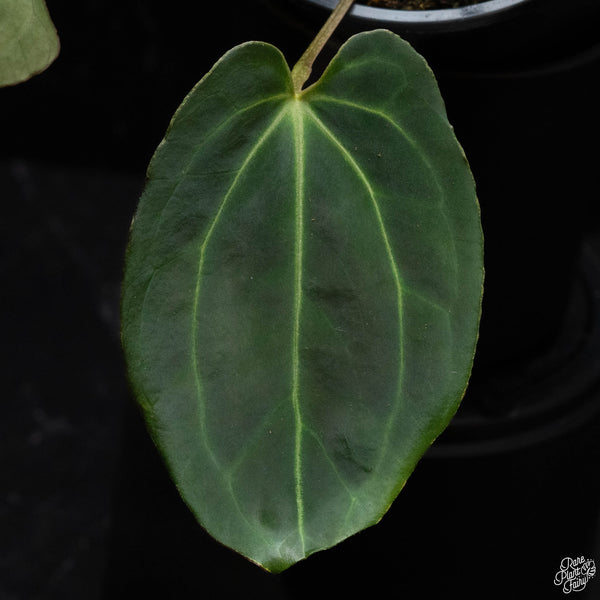 Anthurium Black Widow '43' x Black Widow '13' by DocBlock® *Grower's Choice*
