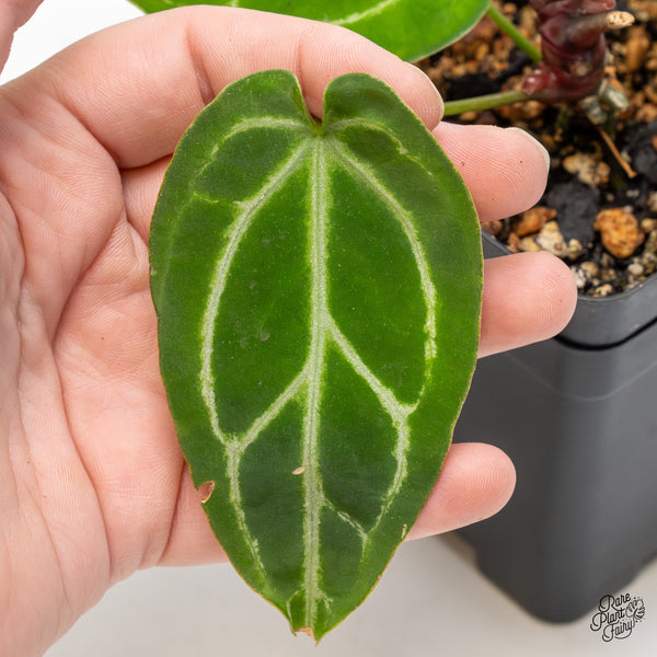 Anthurium DocBlock Briëlle '16' x Black Widow '13' by DocBlock® (wk51-C)