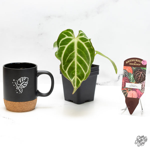 Anthurium DocBlock Briëlle '16' x Black Widow '13' by DocBlock® (wk51-C)