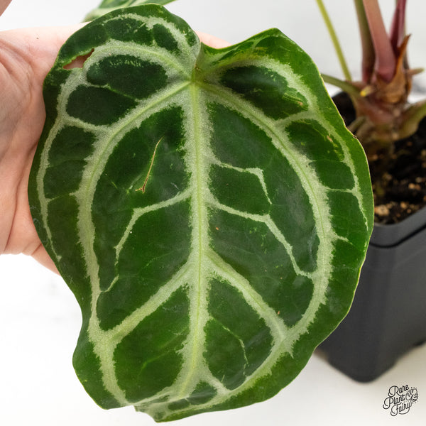 Anthurium DocBlock Briëlle '16' x Lynette '18' by DocBlock® (wk51-G)