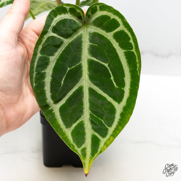 Anthurium DocBlock Briëlle '16' x Lynette '18' by DocBlock® (wk51-G)