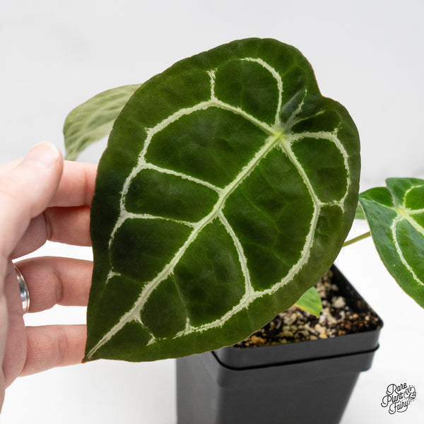 Anthurium Brown Derby '39' x Brown Derby '39' by DocBlock® (wk51-V)