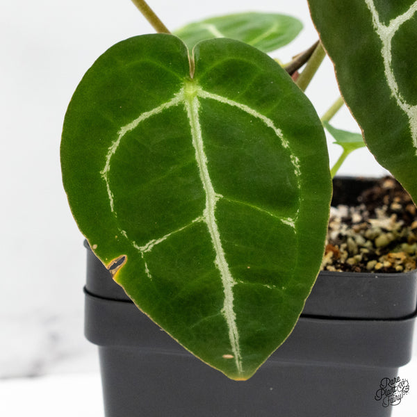 Anthurium Brown Derby '39' x Brown Derby '39' by DocBlock® (wk51-V)