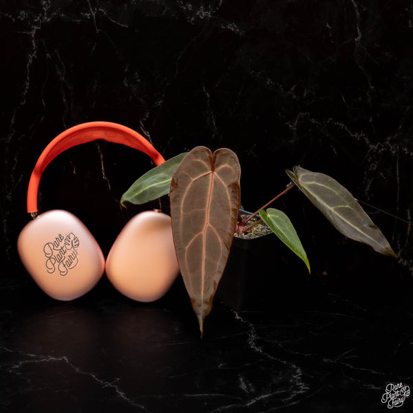 Anthurium Dark & Handsome '9' x Red Velvet Cake '24' by DocBlock *Grower's Choice*