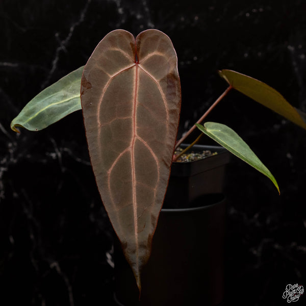 Anthurium Dark & Handsome '9' x Red Velvet Cake '24' by DocBlock *Grower's Choice*