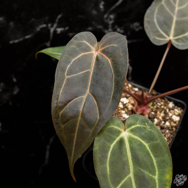 Anthurium Dark & Handsome '9' x Red Velvet Cake '24' by DocBlock *Grower's Choice*