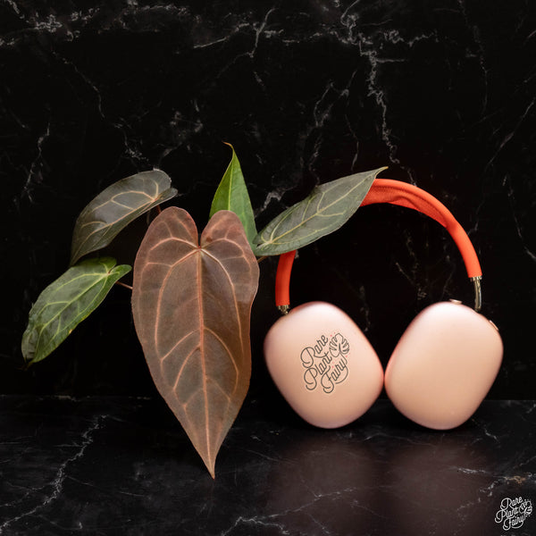 Anthurium Dark & Handsome '9' x Red Velvet Cake '24' by DocBlock *Grower's Choice*