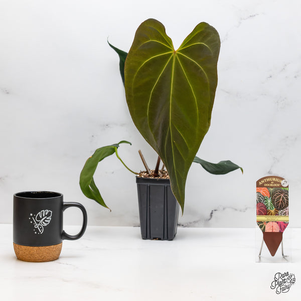 Anthurium Dark and Handsome '9' x Black Widow '13' by DocBlock® (wk45-E)